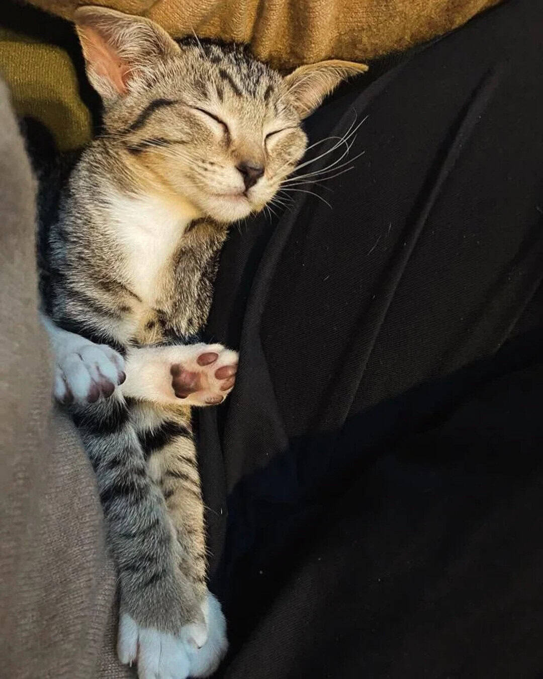 Cute tabby kitten sleeping on a person's lap.