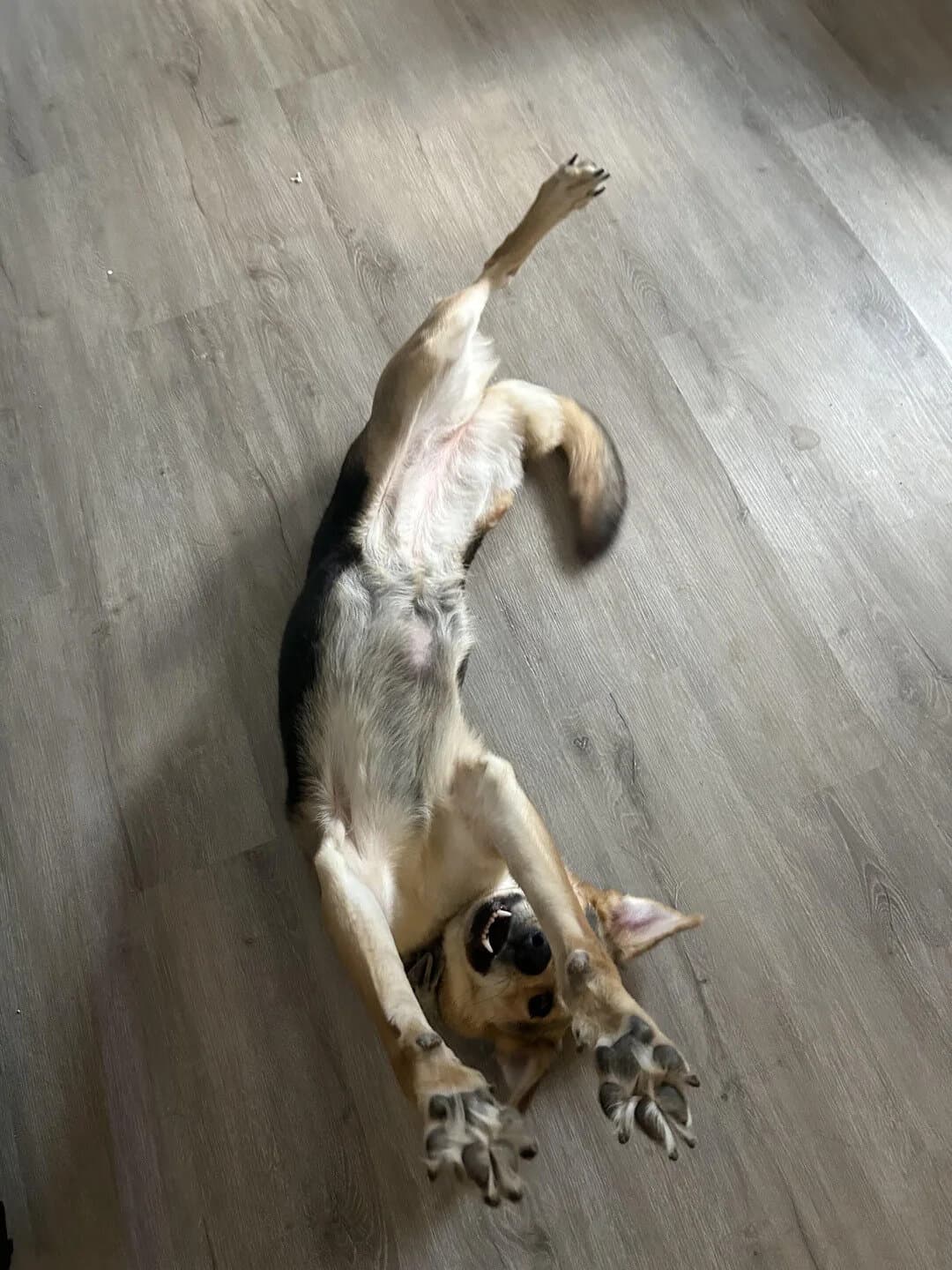 Dog lying on back with paws up, looking playful on wooden floor.