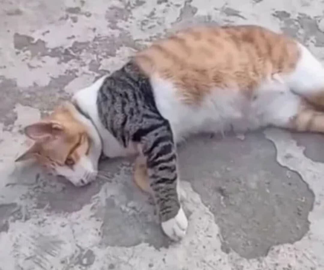 Cat with a black and white scarf lying on concrete ground.