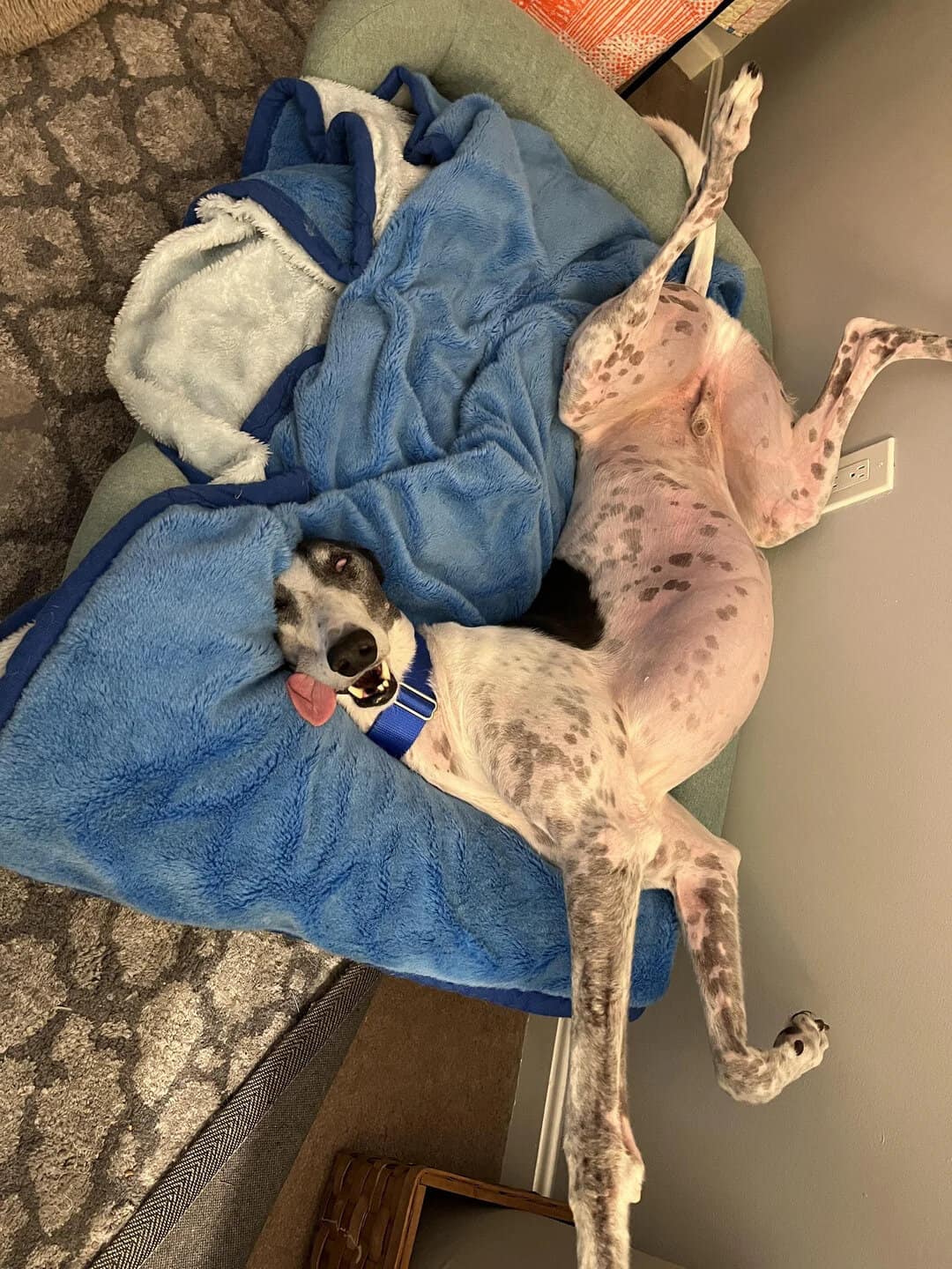 Dog lying on its back with a blue blanket, looking at the camera.