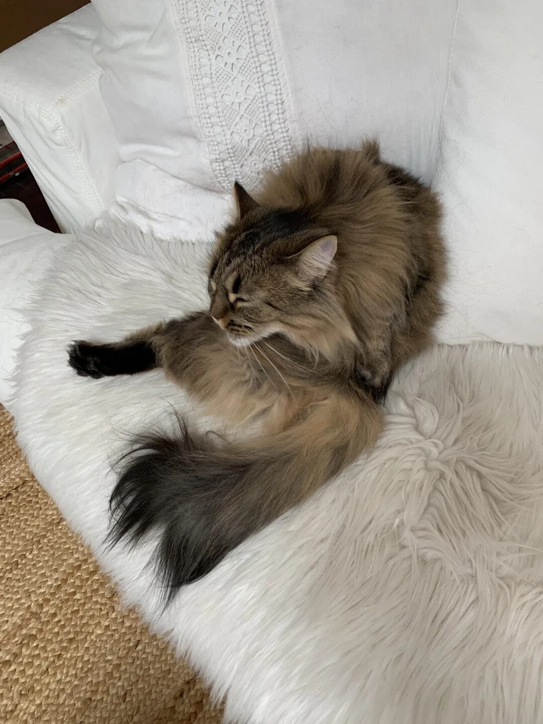 Fluffy brown tabby cat sitting on a white cushion with a white pillow behind.