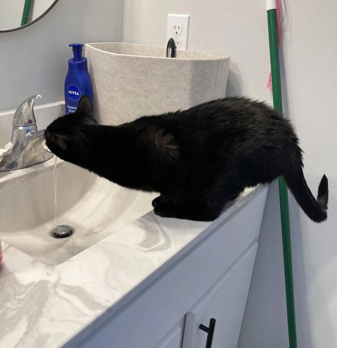 Black cat leaning over bathroom sink, sniffing faucet.