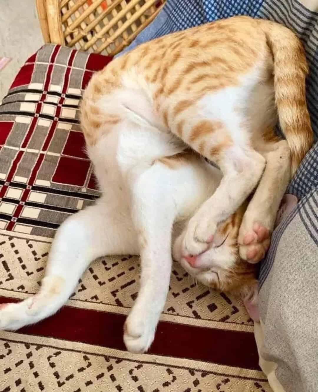 Orange and white cat curled up sleeping on a patterned cushion.