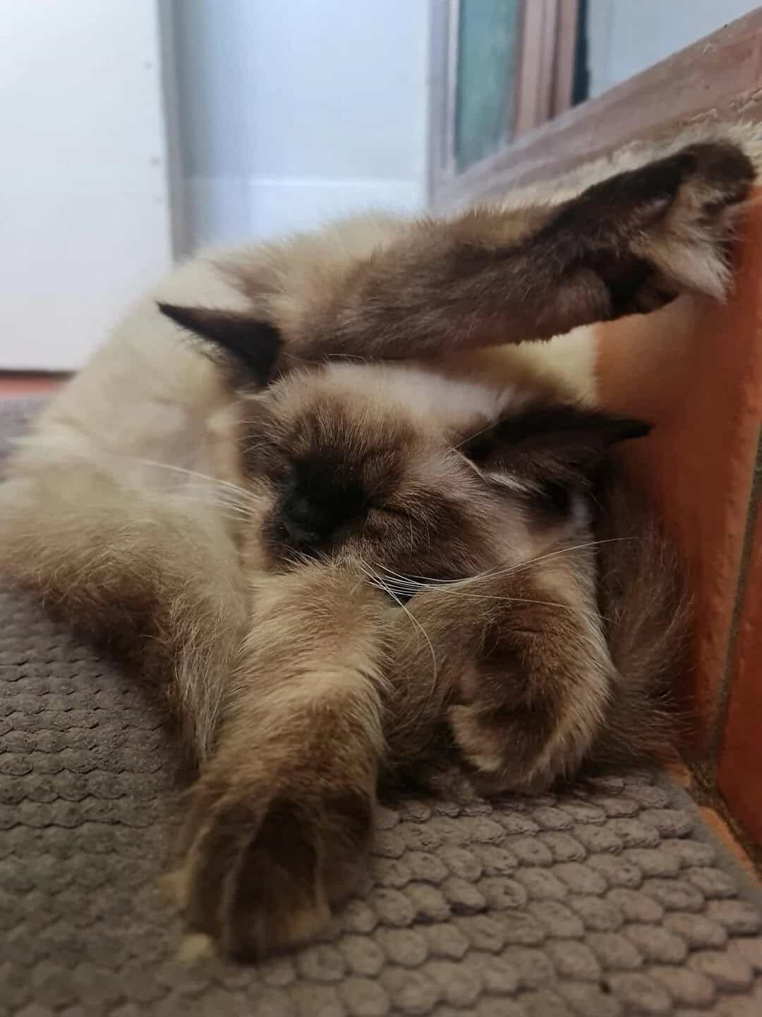 Two cats cuddling, one with cream and brown fur, the other with darker brown fur.