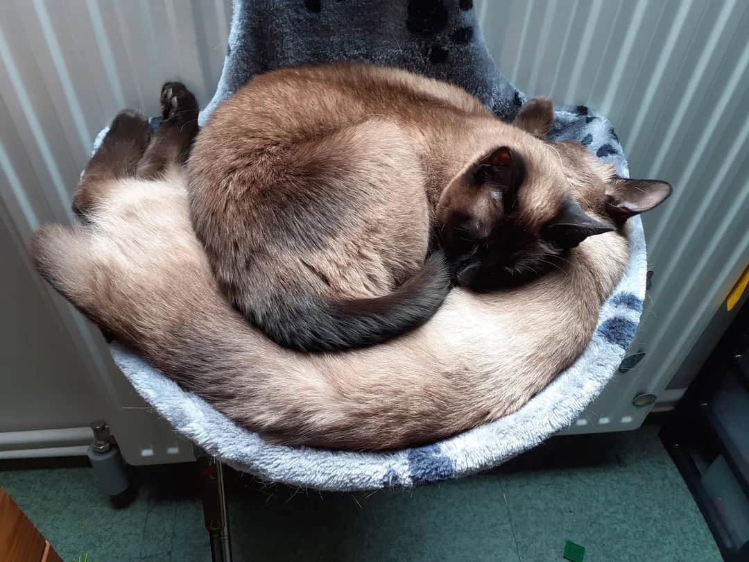 Two Siamese cats curled up together in a circular shape.
