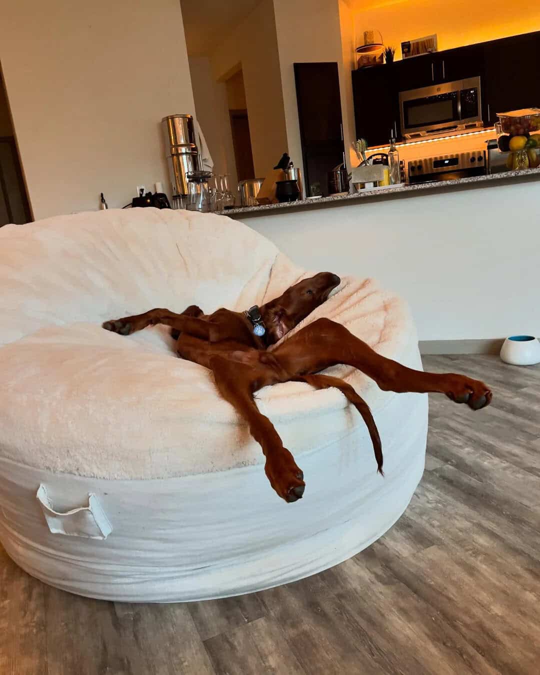 Dog sprawled out on a white couch in a relaxed pose.