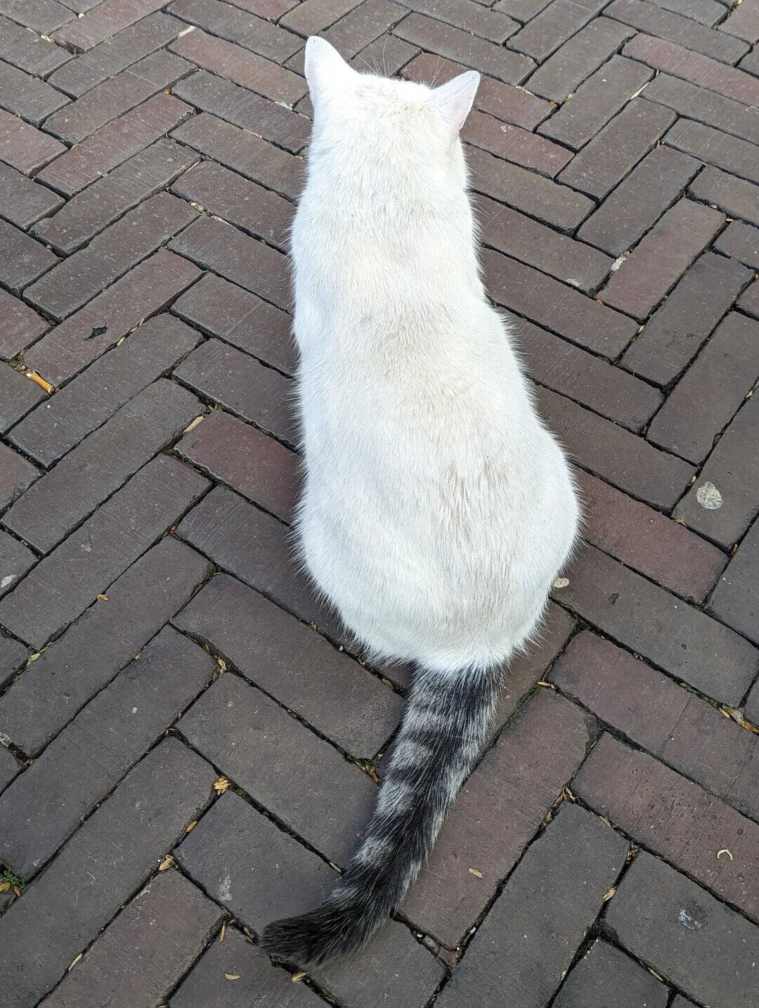 White cat with a striped tail sitting on a brick pavement.