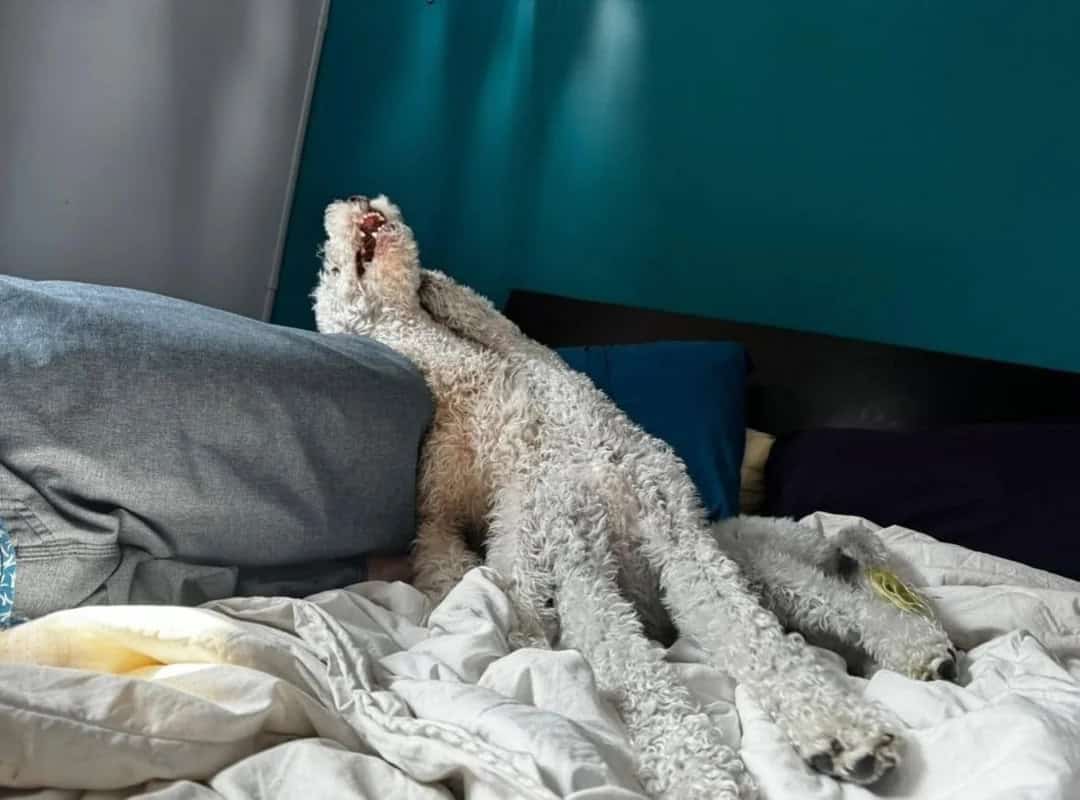 Dog stretching on bed with head on pillow, looking up.