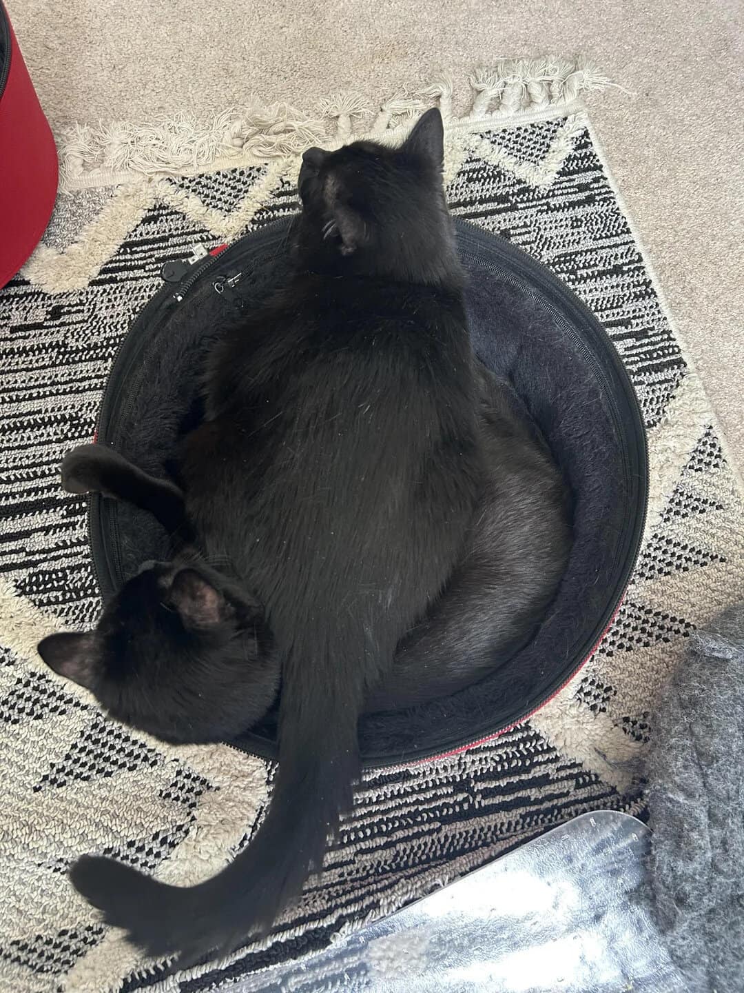 Two black cats curled up together in a round black bag on a patterned rug.