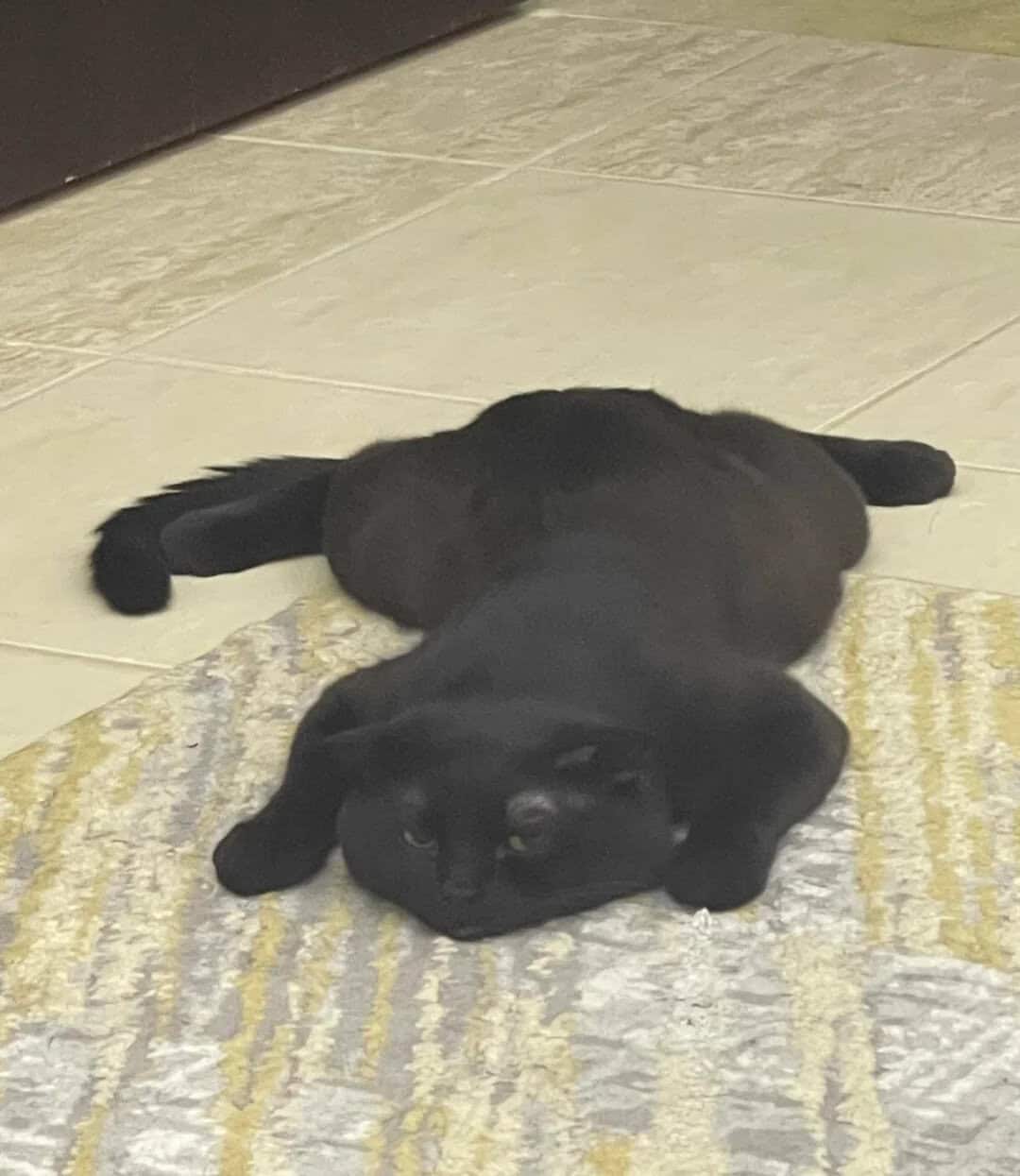 Black cat lying on its back on a rug, looking at the camera.