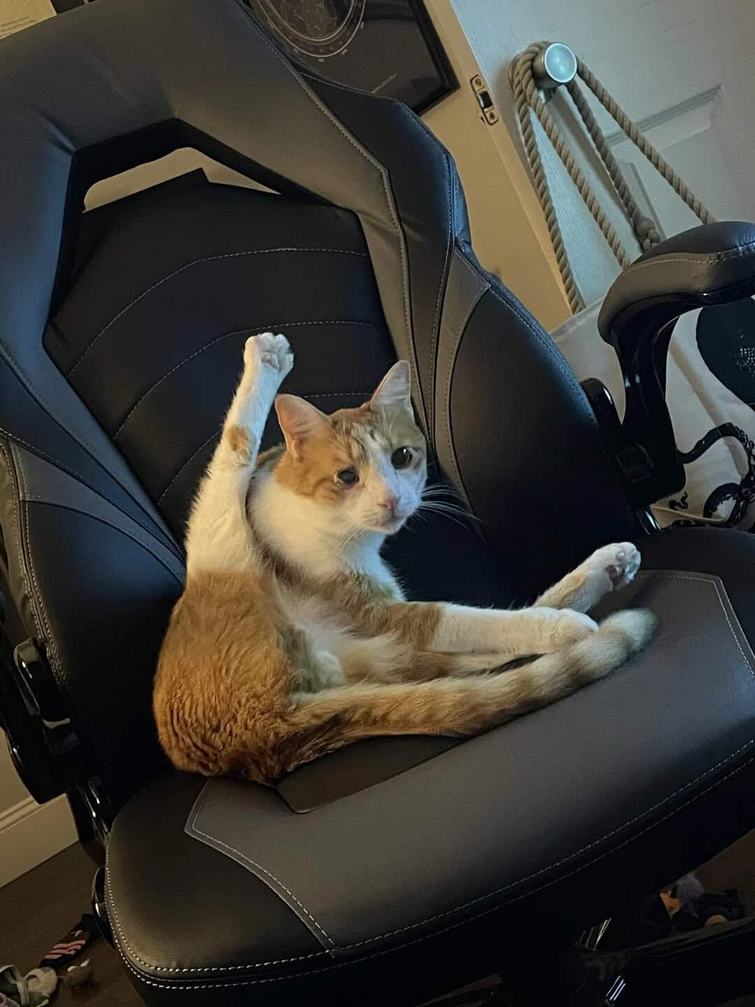 Cat sitting on a black office chair with one paw raised.