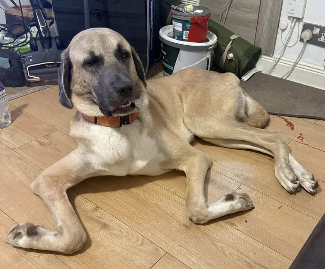 Dog with one eye closed lying on wooden floor in a workshop.