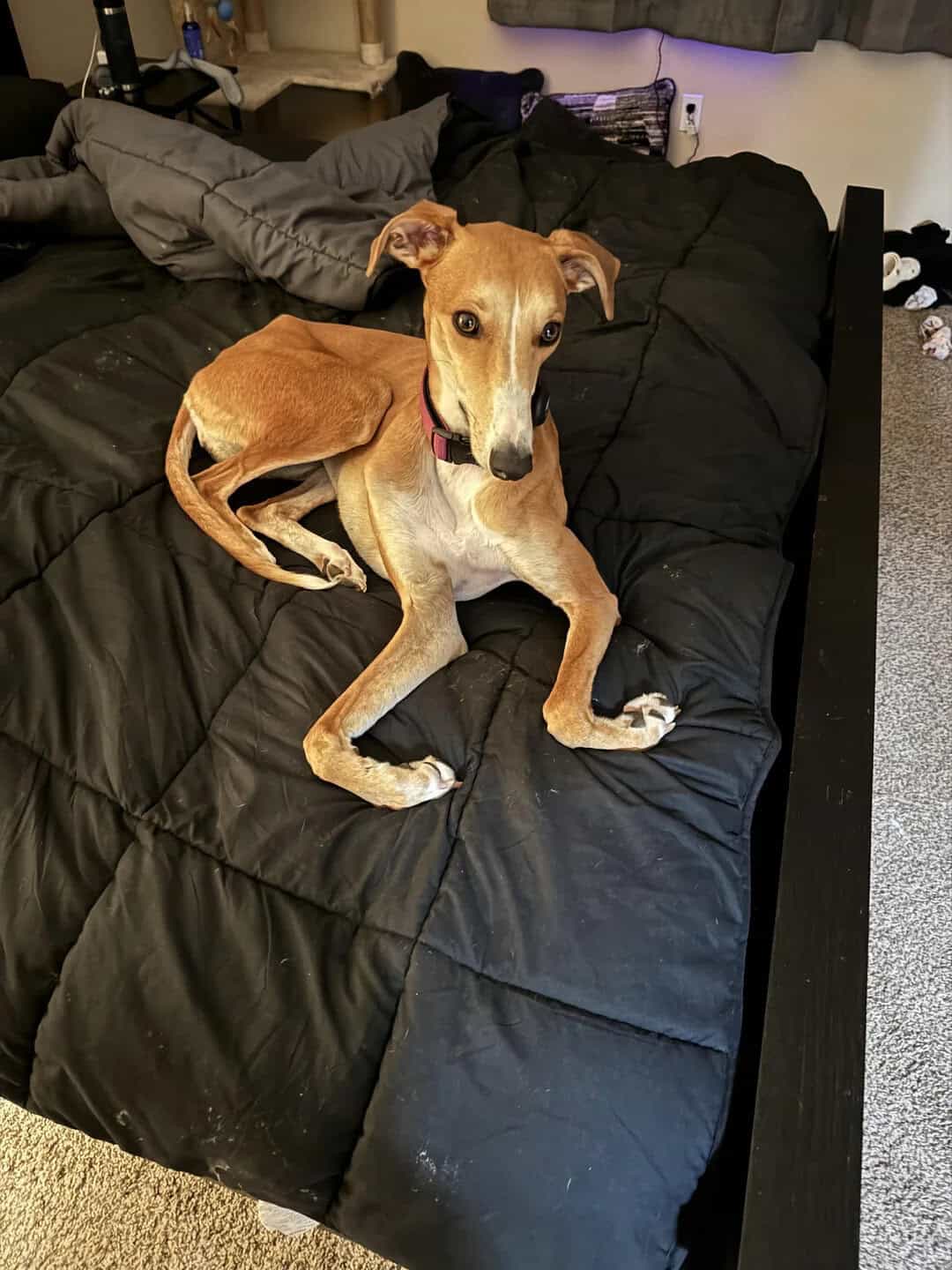 Dog sitting on a black bed with a person lying behind it.