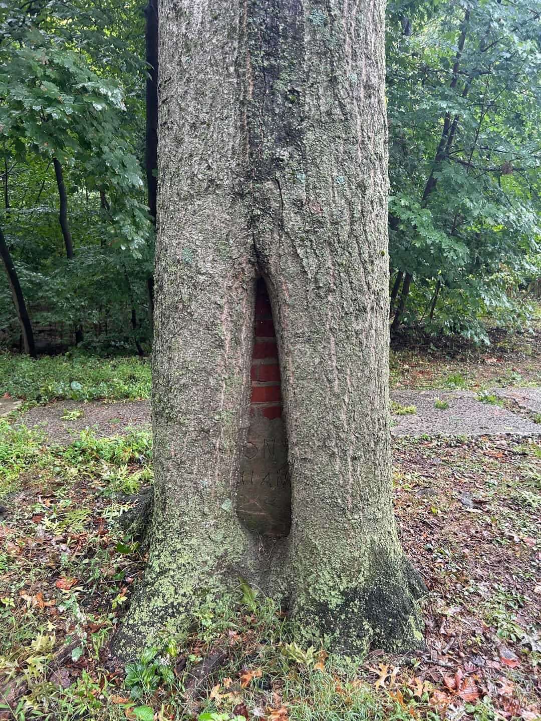 Tree with a large vertical hollow and brick wall inside.