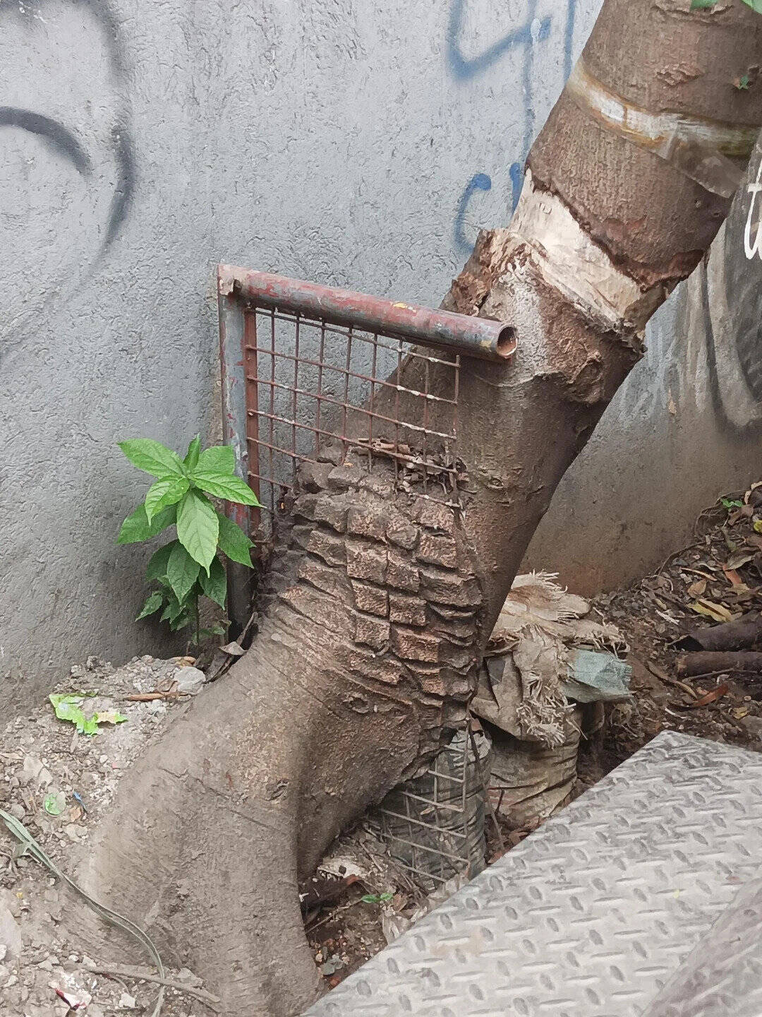 Tree with a metal grate and brick pattern on its trunk, next to a concrete wall.