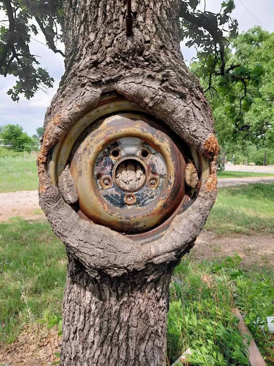 Tree with a rusty wheel embedded in its trunk, resembling a face.
