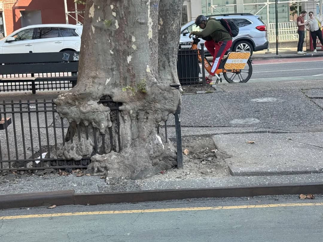 Tree with a large hole and roots exposed on the sidewalk.