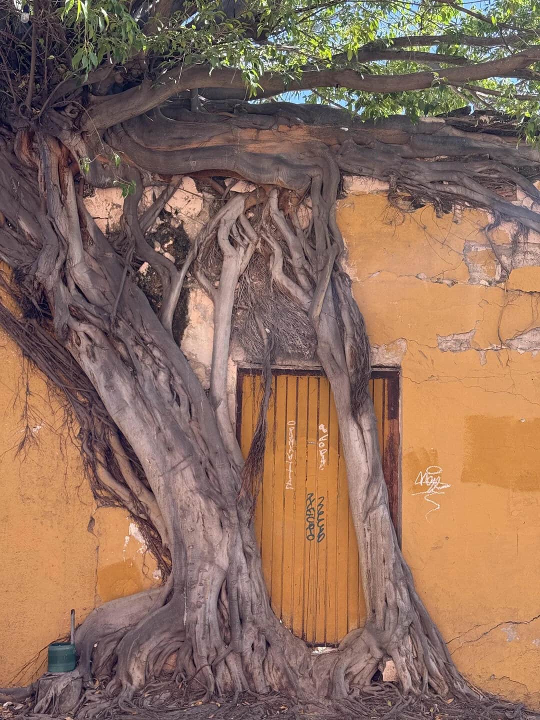 Tree roots and branches grow over a yellow wall and door, with green leaves above.