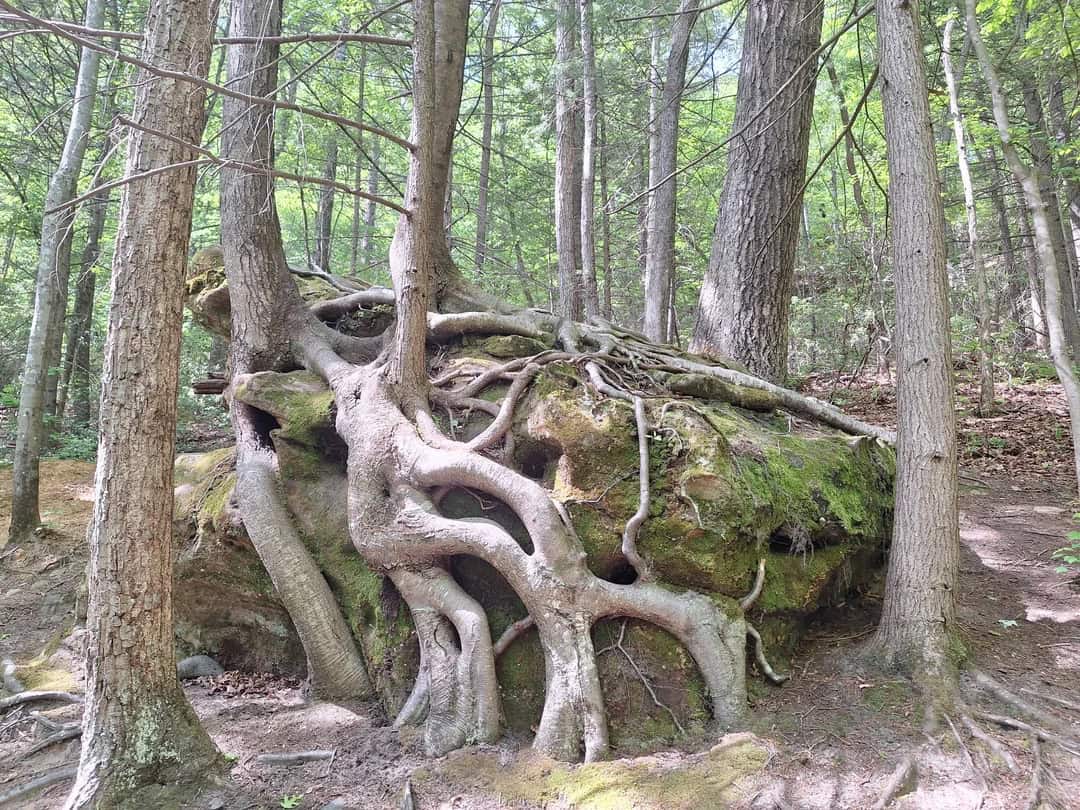Tree roots growing over a moss-covered rock in a forest.