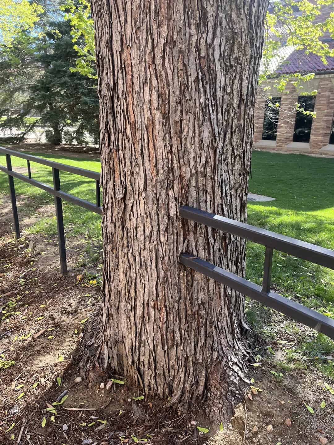 Tree trunk with black metal railing in front, green grass and trees in background.