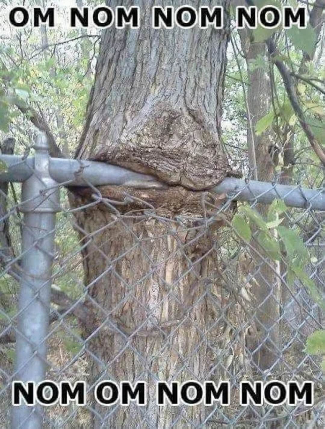 Tree with a chain-link fence and humorous text about trees eating things.
