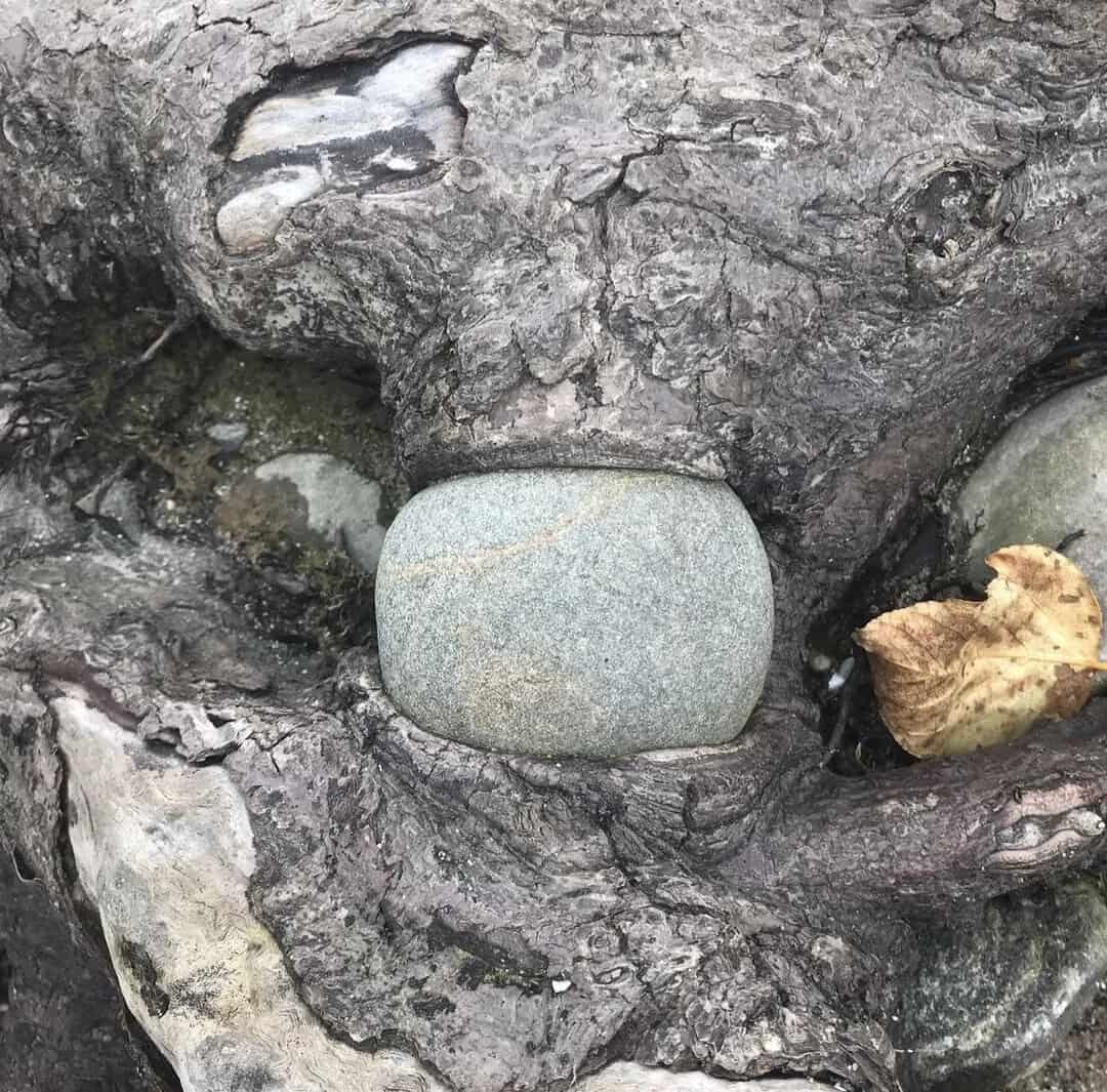 A smooth gray stone surrounded by tree roots and a fallen leaf.
