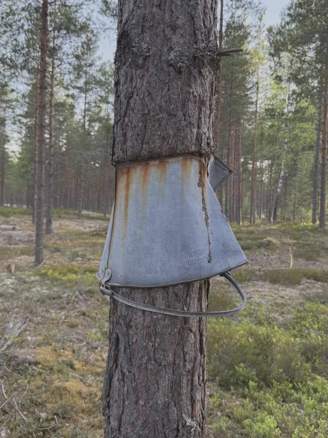 Tree with a metal trap around its trunk in a forest.