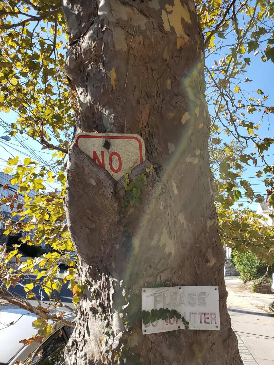 Tree with a 'No' sign and a 'Please do not litter' sign attached to it.