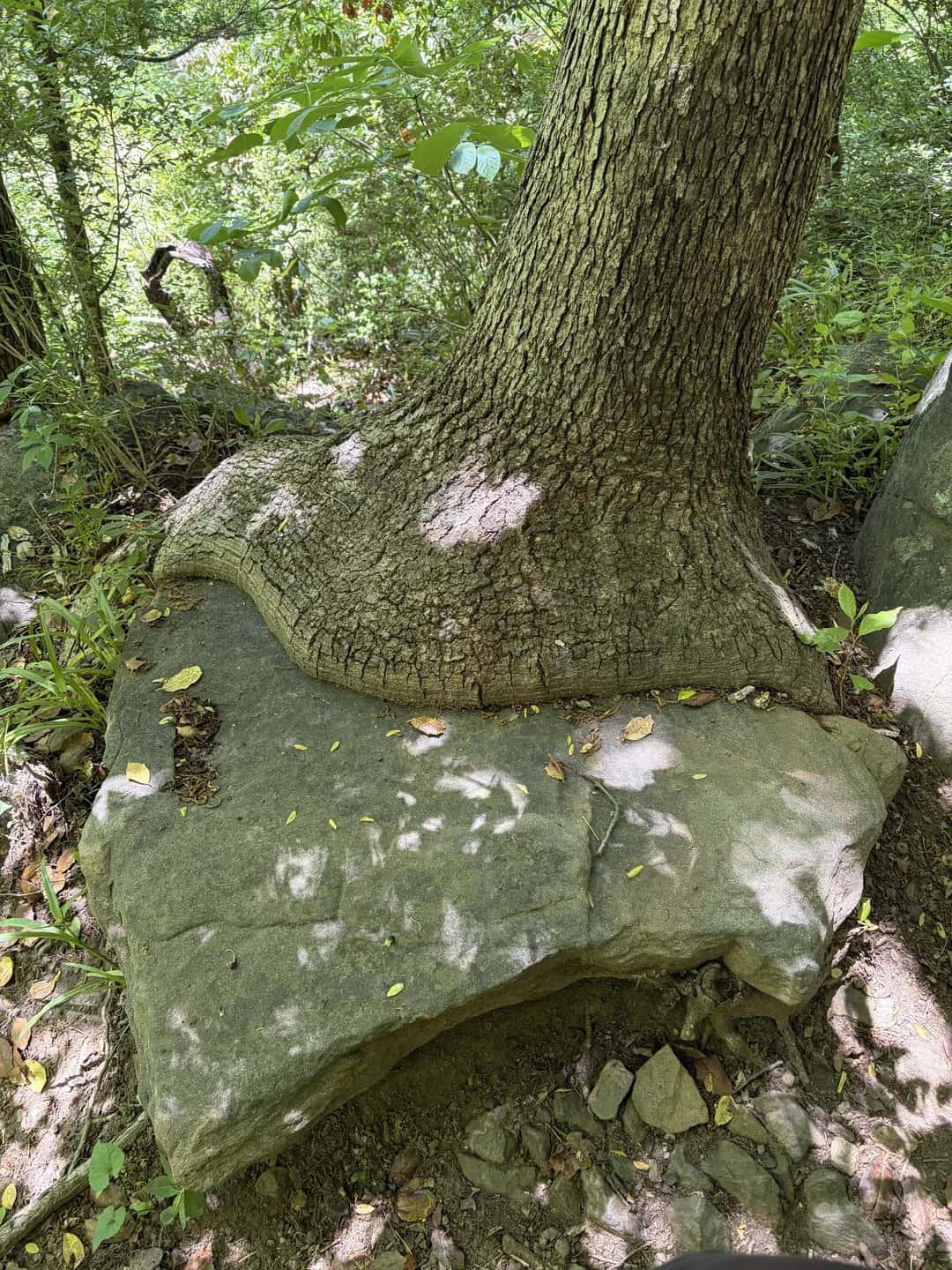 Tree trunk growing over a large rock in a forest setting.