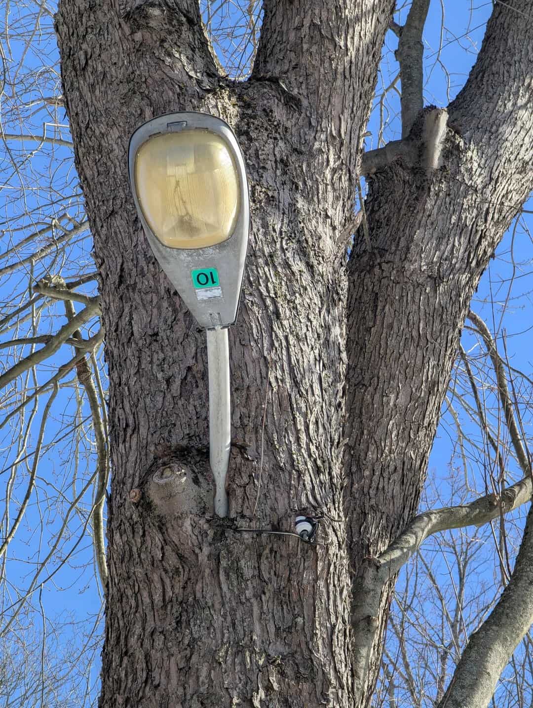 Streetlight attached to a tree trunk with a blue sky background.