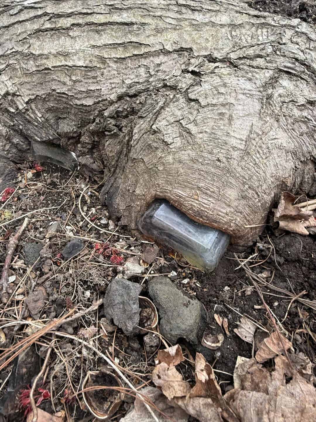 Tree with a bottle stuck at its base, surrounded by rocks and dry leaves.