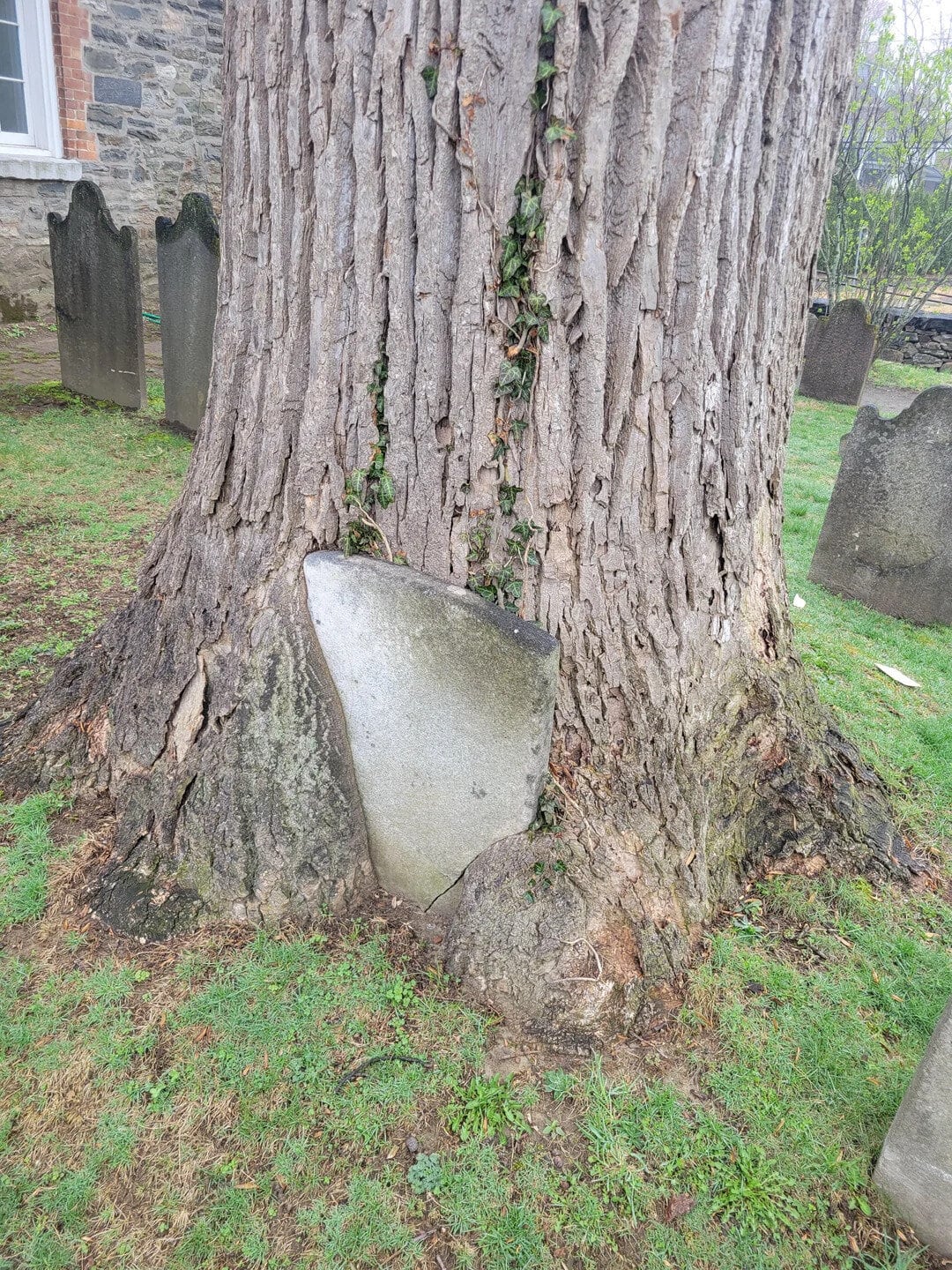 Tree with a large stone embedded at its base, surrounded by grass and gravestones.
