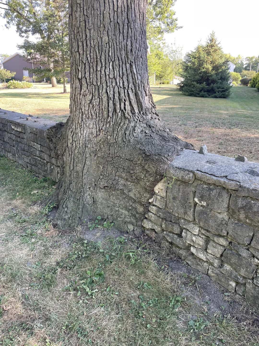 Tree trunk growing over a stone wall in a park setting.