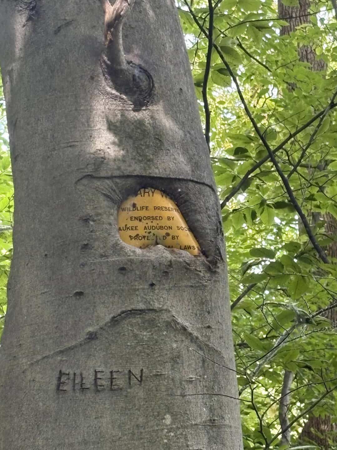 Tree with a yellow sign in a hole and the name Eileen carved below.