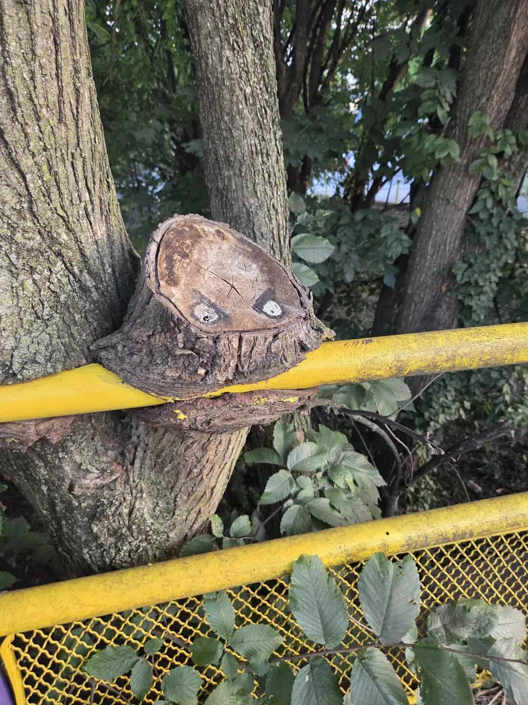 Tree trunk with a face-like pattern and two white eyes, yellow railing in front.
