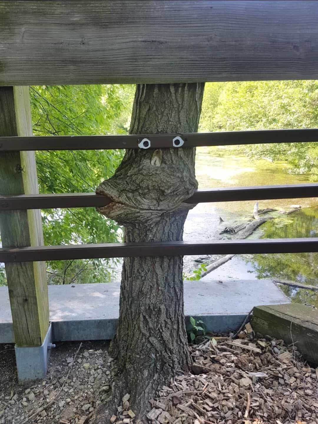Tree with a face and eyes, behind a wooden railing near water.