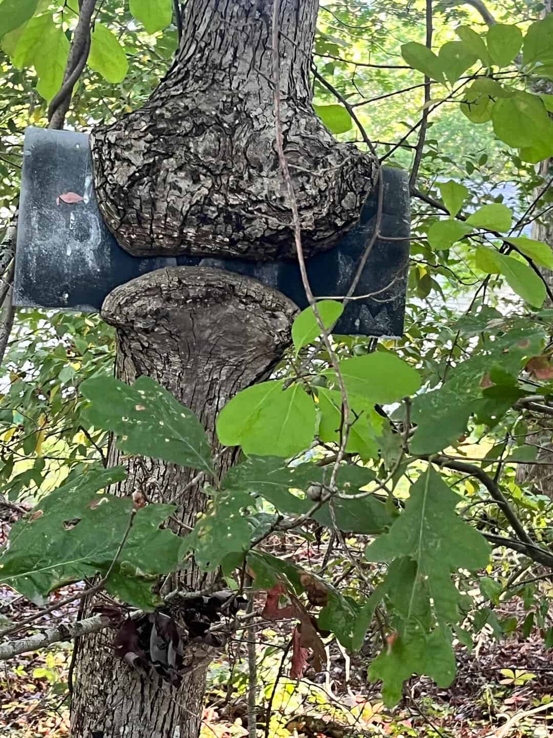 Tree with a large knot and a black metal bracket attached.