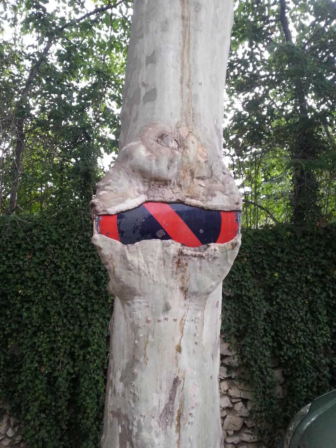 Tree with a painted band around its trunk, resembling a mouth with teeth.