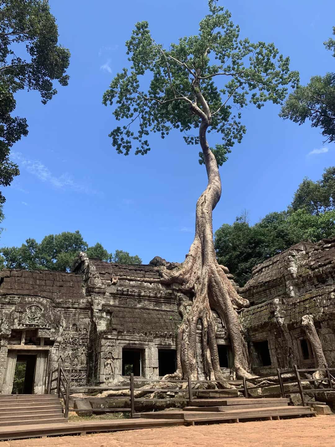 Tree growing on ancient stone ruins with roots over the structure.