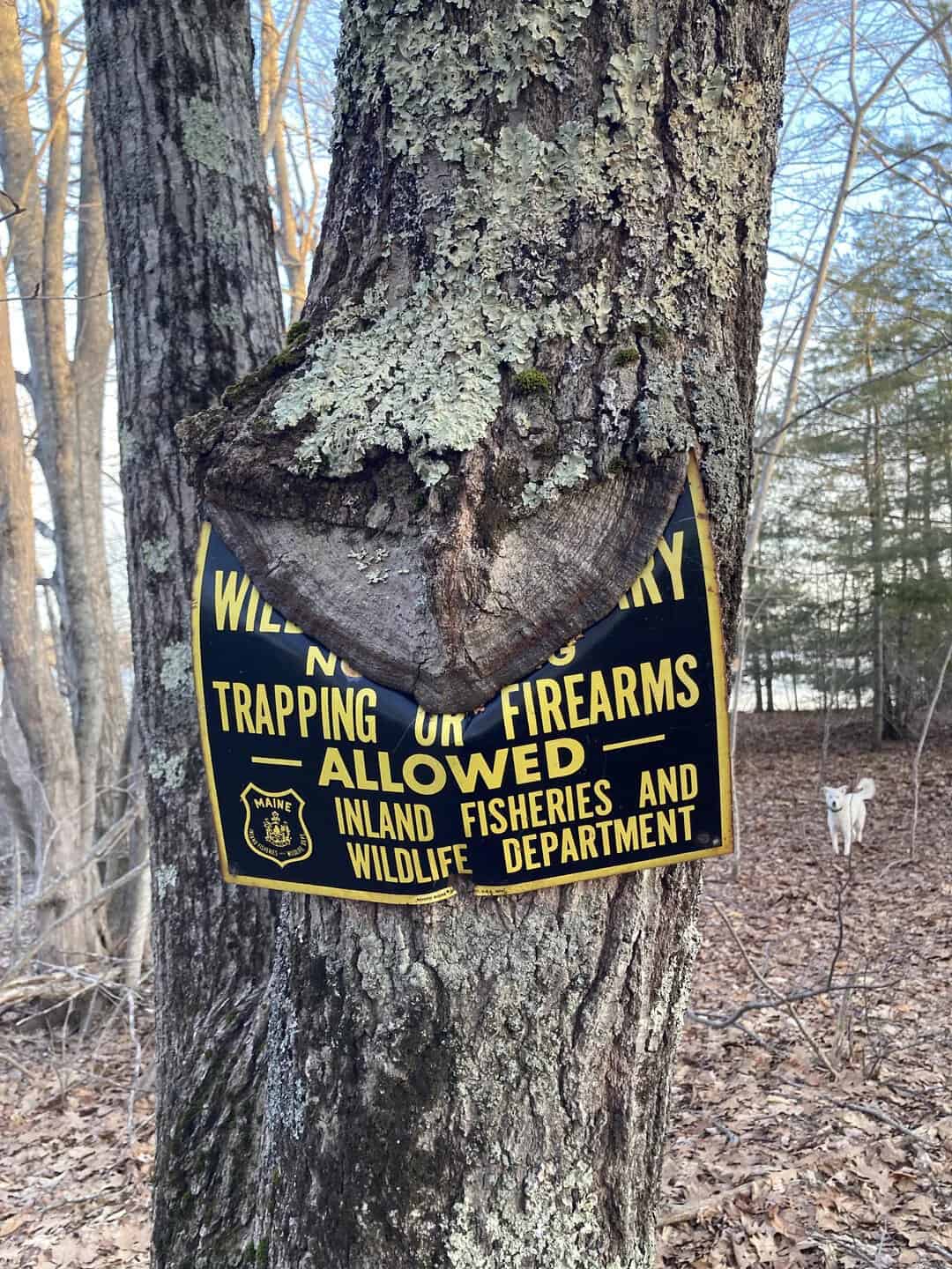 Tree with a sign about firearms and wildlife regulations.