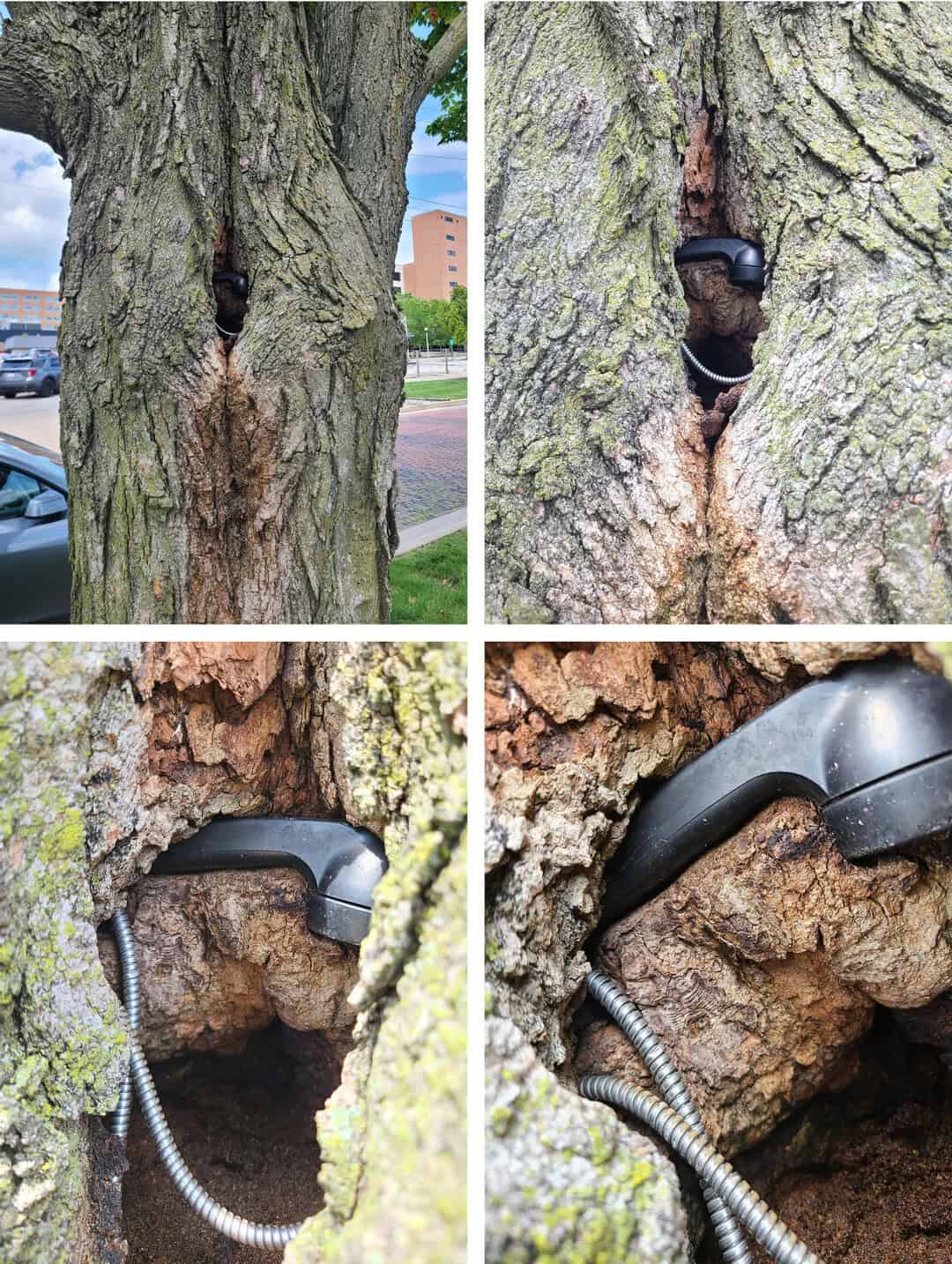 Tree with a black phone embedded in a hollow, with a cable hanging out.