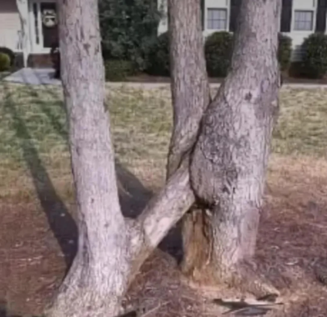 Tree with a branch growing around another tree trunk, creating a unique shape.