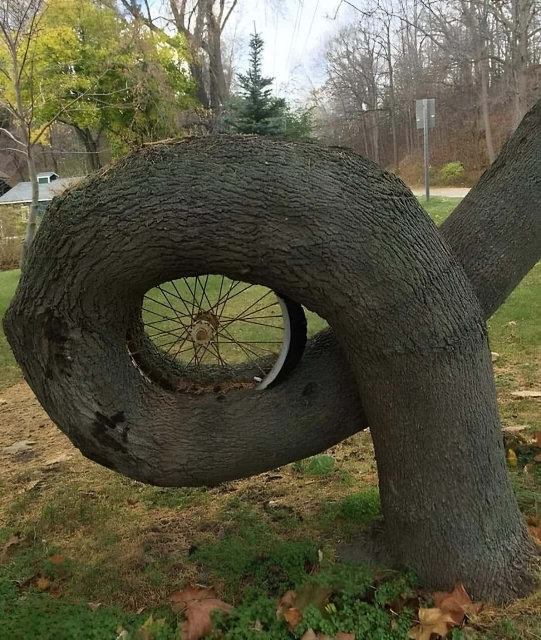 Tree with a circular hole in the trunk, resembling a loop, with a bicycle wheel inside.