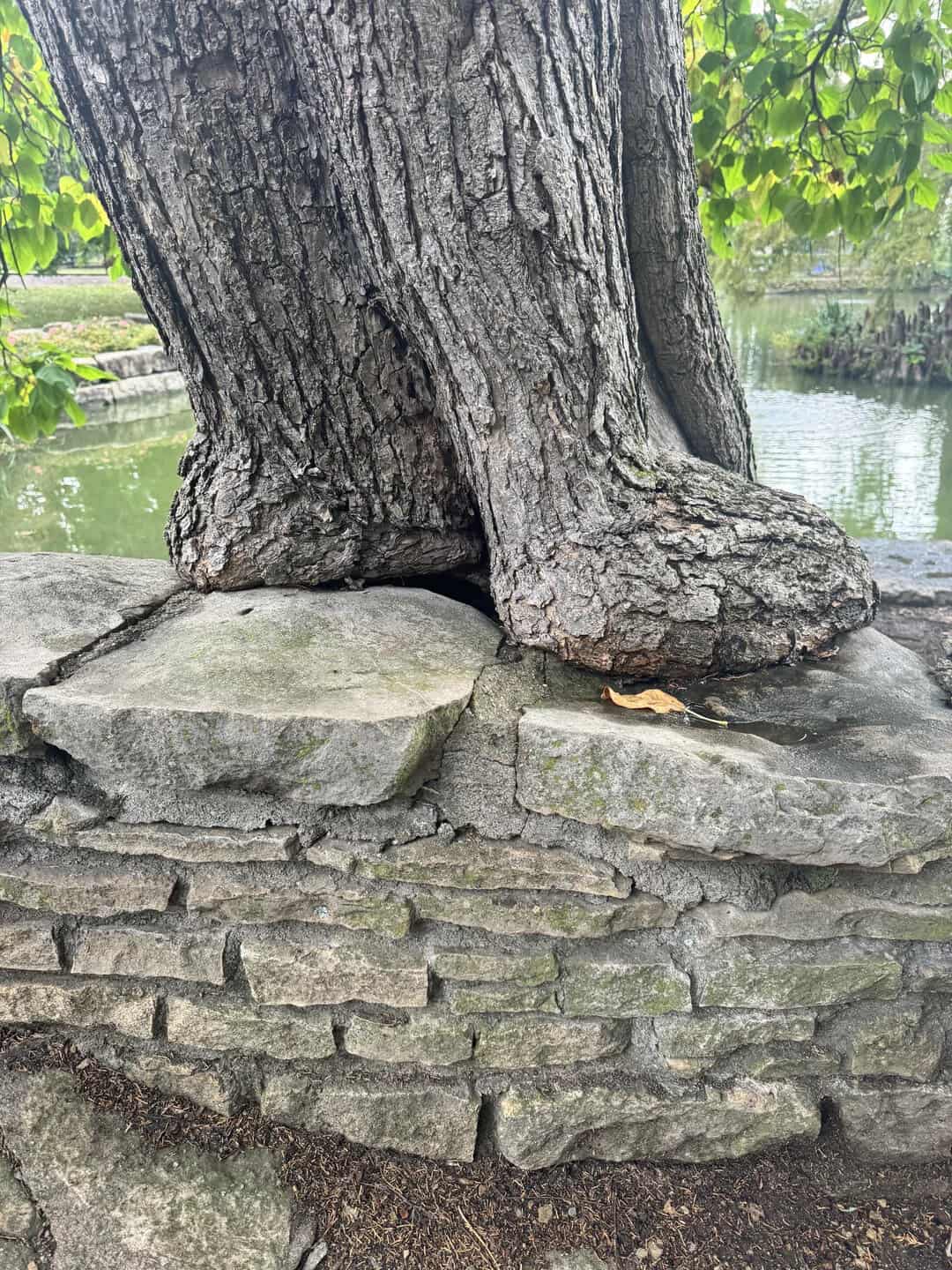 Tree growing on a stone wall near water, with roots visible.