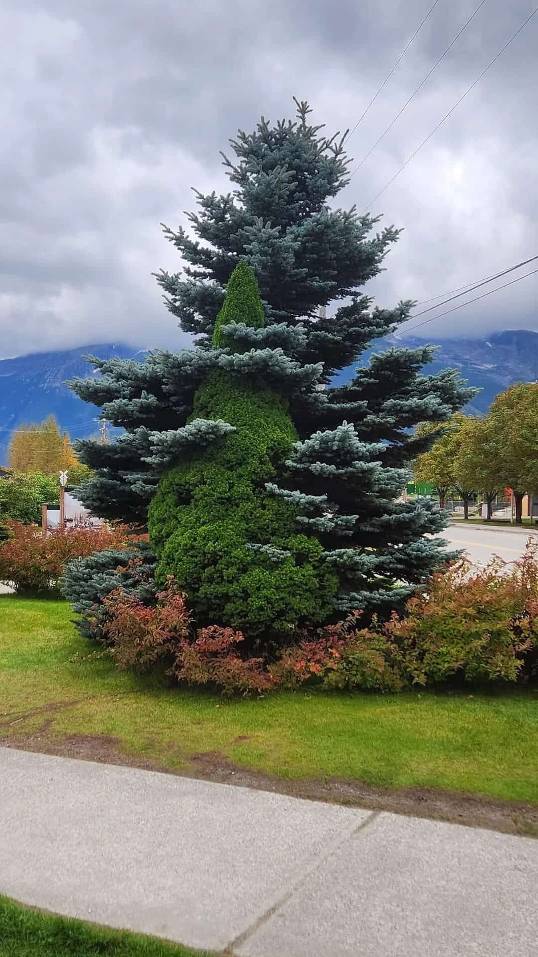 A large evergreen tree with shaped bushes at its base, under cloudy sky.