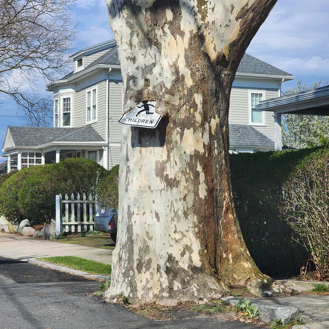 Sign on tree says 'Children' with a silhouette of a child.
