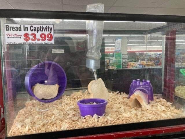 Bread in captivity in a glass enclosure with purple accessories and a bottle hanging above.