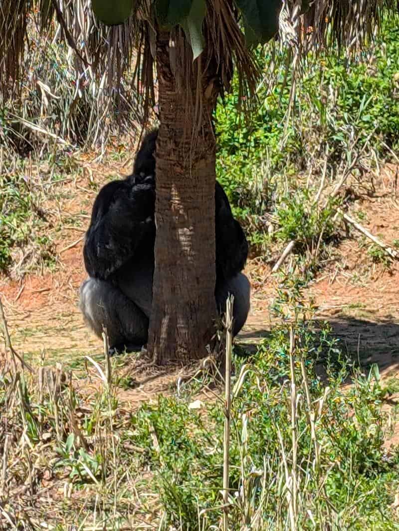 A black gorilla hugging a tree in a jungle setting.