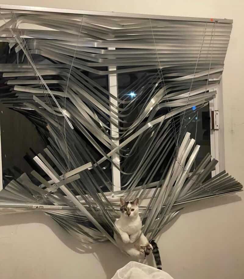 Cat sitting in front of a distorted window with bent blinds.
