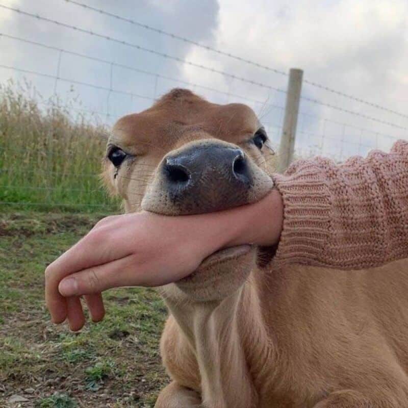 Close-up of a brown dog with a person's hand in its mouth, outdoors.